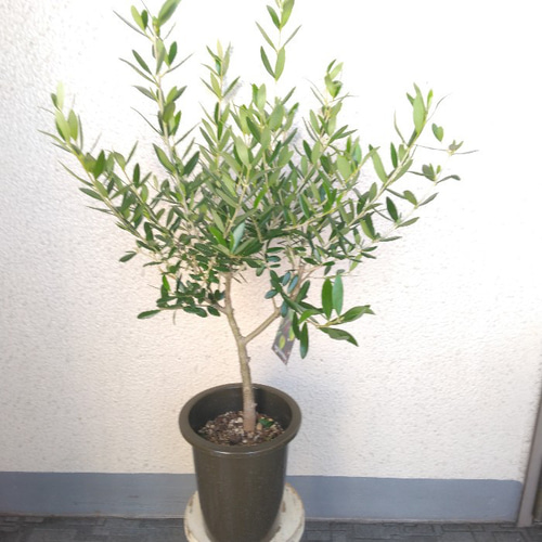 現物】オリーブの木 創樹 SOUJU ブランド ネバディロブランコ