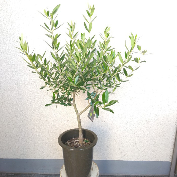 現物】オリーブの木 創樹 SOUJU ブランド ネバディロブランコ
