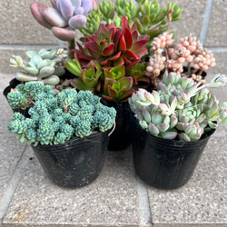 多肉・ブルーシャトー その他素材 tamosa4 通販 8574273｜Creema(クリーマ)