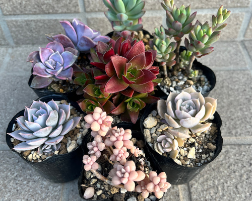 多肉植物 モリモリセットver.3 その他素材 tamosa4 通販 16968445