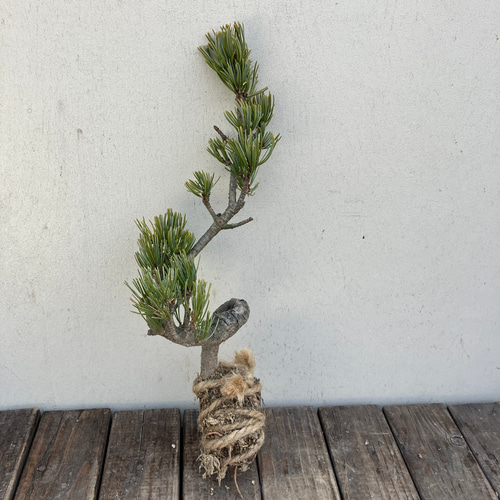 五葉松＊盆栽＊松＊ミニ盆栽＊希少種＊ガーデニング アート