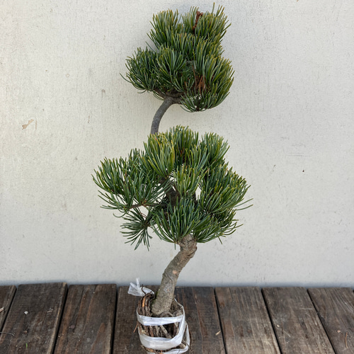 五葉松＊盆栽＊松＊ミニ盆栽＊希少種＊ガーデニング アート
