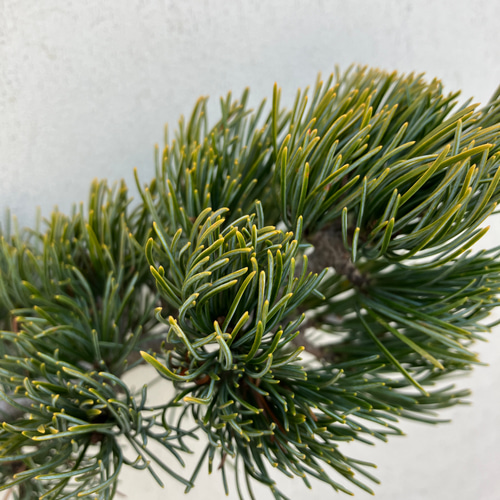 五葉松＊盆栽＊松＊ミニ盆栽＊希少種＊ガーデニング アートフラワー