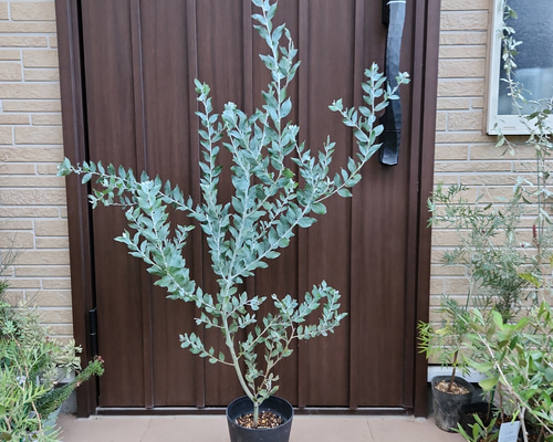 可愛い♪ パールアカシア 鉢植え ミモザ苗 オージープランツ 盆栽