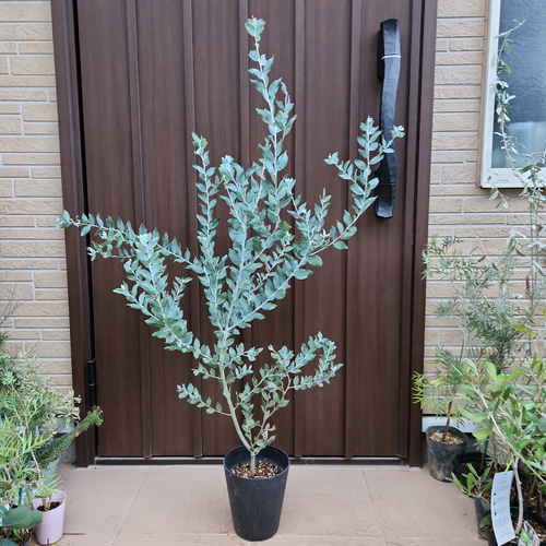 可愛い♪ パールアカシア 鉢植え ミモザ苗 オージープランツ 盆栽