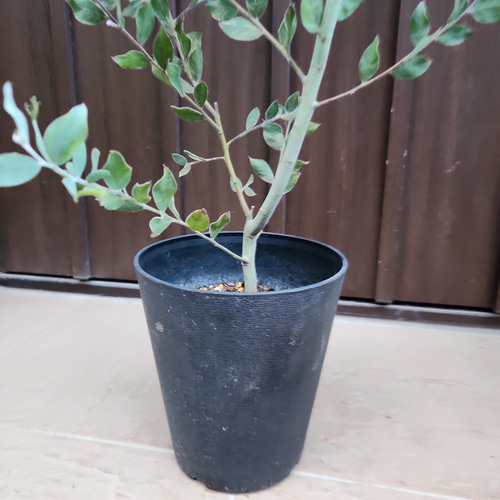 可愛い♪ パールアカシア 鉢植え ミモザ苗 オージープランツ 盆栽