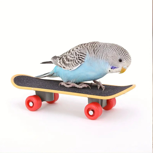 ミニ　スケボー　鳥　インコ　玩具　指スケ　トイ　バード　小鳥 1枚目の画像