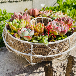 49）❤︎多肉植物寄せ植えリース❤︎そのまま飾れる❤︎期間限定品！ 2枚目の画像