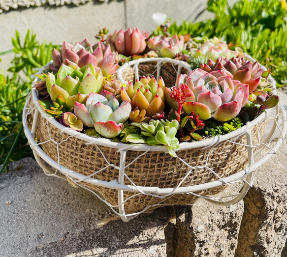 49）❤︎多肉植物寄せ植えリース❤︎そのまま飾れる❤︎期間限定品！ 2枚目の画像