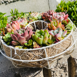 49）〜4/29  10%オフ　多肉植物寄せ植えリース❤︎そのまま飾れる❤︎期間限定品！ 3枚目の画像