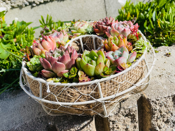 49）〜4/29  10%オフ　多肉植物寄せ植えリース❤︎そのまま飾れる❤︎期間限定品！ 3枚目の画像