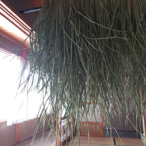 ハンドメイド 龍のしめ縄 真菰 龍のしめ縄 | 大麻飾り ワイオリ