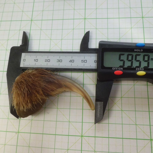 【即購入❌】毛付き　熊の爪　ベアクロー① 熊の爪 キーホルダー 大サイズ ベアークロー くま クマ 爪
