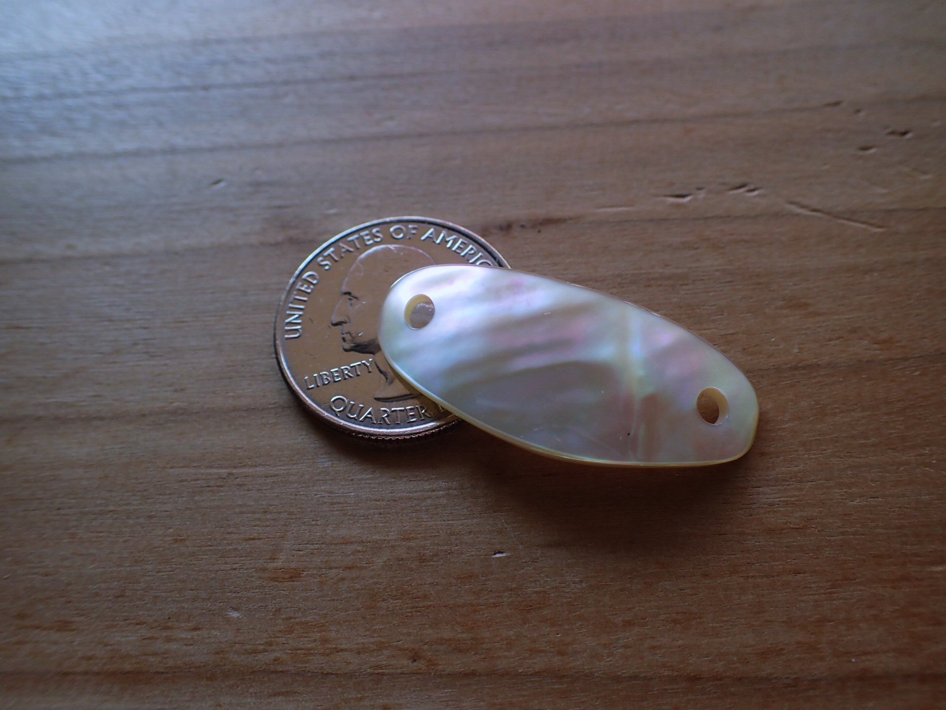 N craft 夜光貝の殻12個 N craft様専用 夜光貝の殻12個