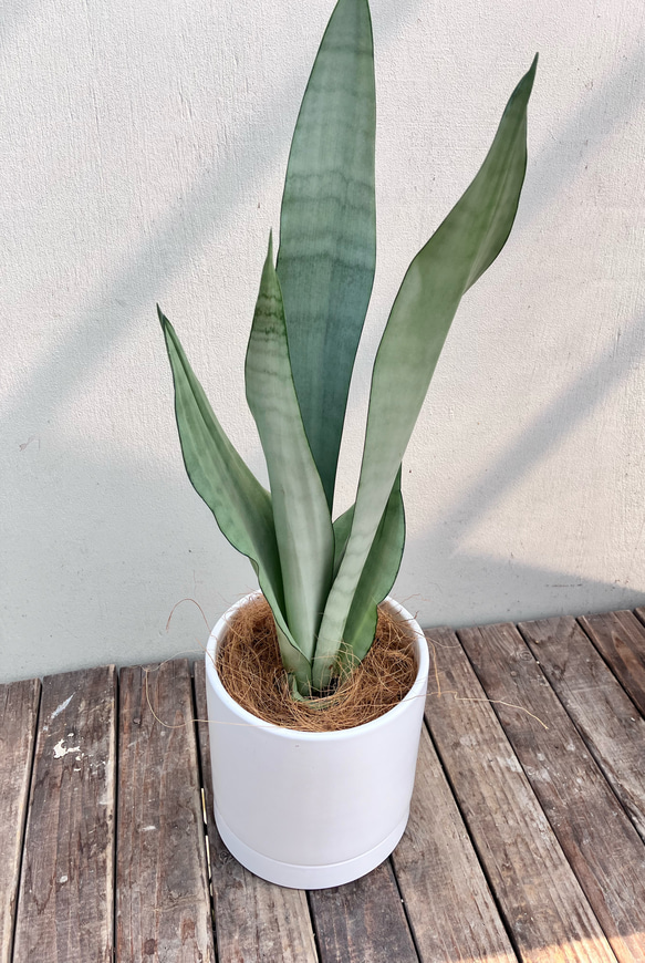 サンスベリア　ムーンシャイン　卵形陶器鉢　植え込み発送 ムーンシャイン♪サンスベリア♪陶器鉢♪大人気♪観葉植物