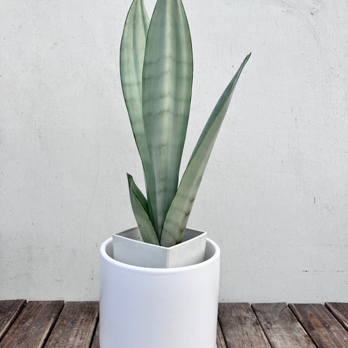 サンスベリア　ムーンシャイン　卵形陶器鉢　植え込み発送 ムーンシャイン♪サンスベリア♪陶器鉢♪大人気♪観葉植物