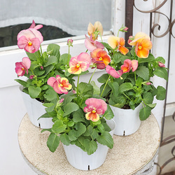 花苗 イングリッシュラベンダー セリーヌ 3.5号 多年草 ハーブ