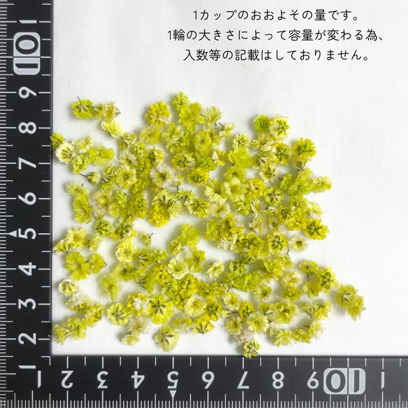 かすみ草 ︎✿ ドライフラワー « メロン » 3枚目の画像