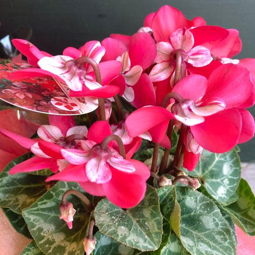 数量限定【クリスマス・お正月】新品種シクラメン(ジックス)のポット