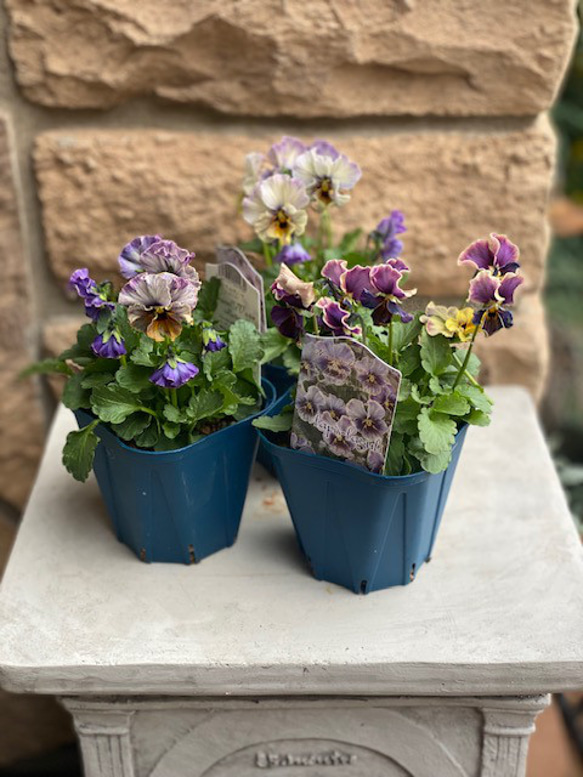 ◇1周年記念セール開催中◇サトウ園芸 ビオラ ブランド苗3株セット