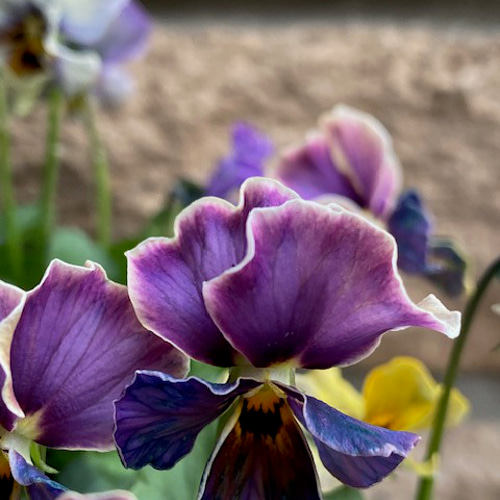 稀少品種パルプンテとラピスラズリとヌーヴェルヴァーグ3苗セット 稀少品種パルプンテとラピスラズリとヌーヴェルヴァーグ3苗セット