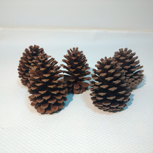 大きな松ぼっくり 10センチから12センチ 5個セット その他素材 HAPPY