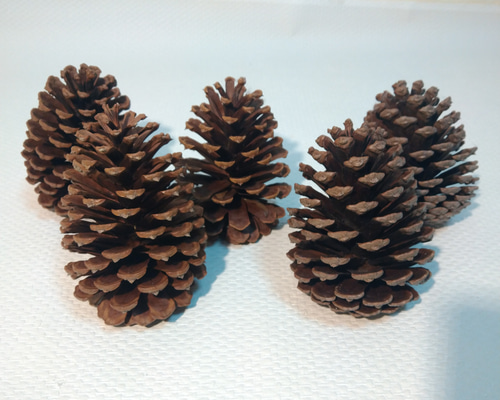 大きな松ぼっくり 10センチから12センチ 5個セット その他素材