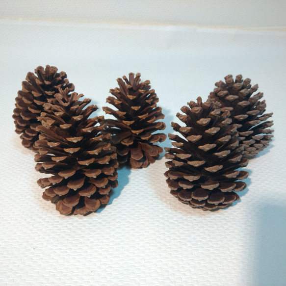 大きな松ぼっくり(14cmサイズ•7個　11cmサイズ•11個) Amazon.co.jp: 10個の大きな松ぼっくり 高さ4インチから6インチ