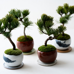 銀八房五葉松｜2L｜2色 盆栽 Sekibokka 通販 16972774｜Creema