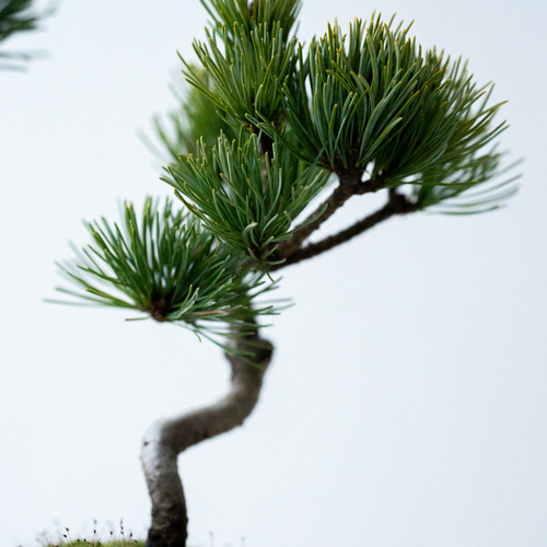 ‼️引き取り限定‼️銀八房五葉松値下げ12、13枚目6月29日の画像 銀八房五葉松『盆栽』樹齢推定40年以上。全長101㎝。最終値下げ