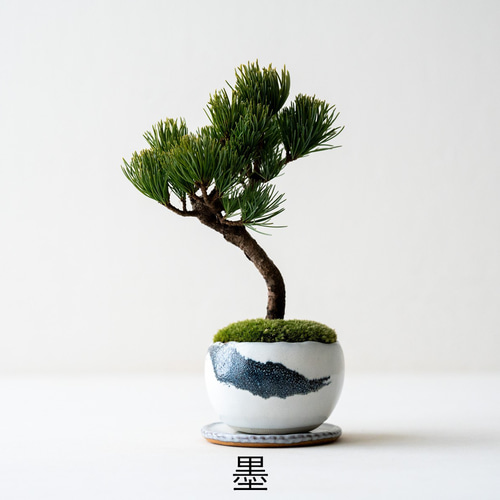 銀八房五葉松｜2L｜2色 盆栽 Sekibokka 通販 16972774｜Creema