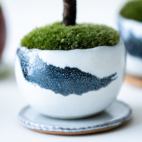 ア*ハ様 五葉松盆栽 2つセット 青色・茶色鉢 五葉松の情景盆栽 【