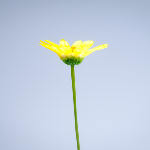 クレイフラワー　マーガレット5本セット クレイフラワー マーガレット5本セット 2025年最新】クレイ