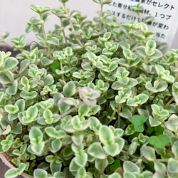 クラッスラ　リトルミッシー☆セダム☆多肉植物☆かわいい☆ガーデニング 9枚目の画像