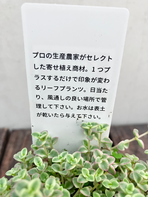 クラッスラ　リトルミッシー☆セダム☆多肉植物☆かわいい☆ガーデニング 10枚目の画像