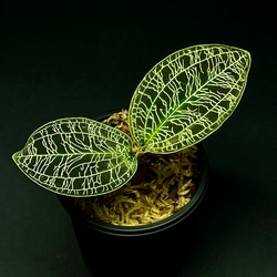 観葉植物】ジュエルオーキッド【ミクロキルス トリダックス(Green type