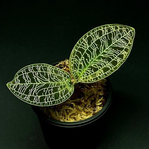 ジュエルの人気No. 1✨】ジュエルオーキッド 【マコデス ぺトラ