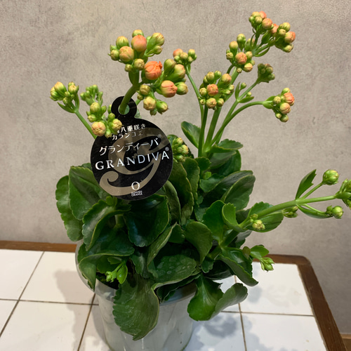 八重咲❗️カランコエ八❤️グランディーバ 5号鉢 多肉植物 