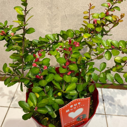 ハートの実が成る木❤️ハートツリー 5号鉢 多肉植物 Garden_couleur