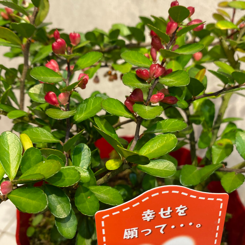 ハートの実が成る木❤️ハートツリー 5号鉢 多肉植物 Garden_couleur