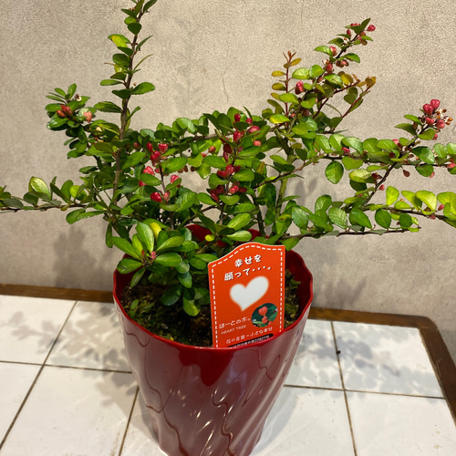 ハートの実が成る木❤️ハートツリー 5号鉢 多肉植物 Garden_couleur