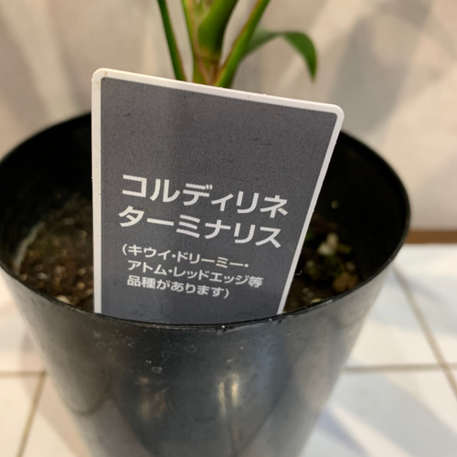 希少❗️ドラセナ❤️コルジルネドリーミー 4号鉢 多肉植物