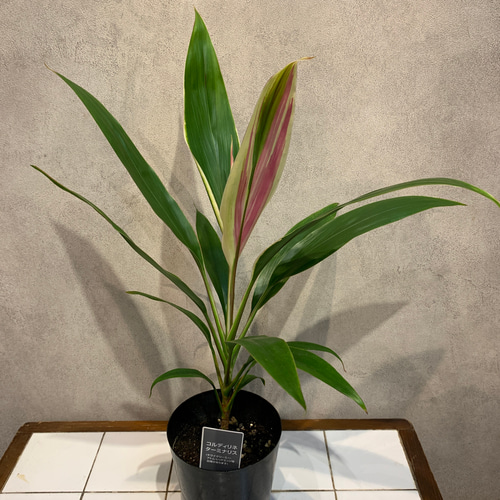 希少❗️ドラセナ❤️コルジルネドリーミー 4号鉢 多肉植物