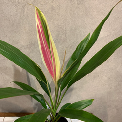 希少❗️ドラセナ❤️コルジルネドリーミー 4号鉢 多肉植物