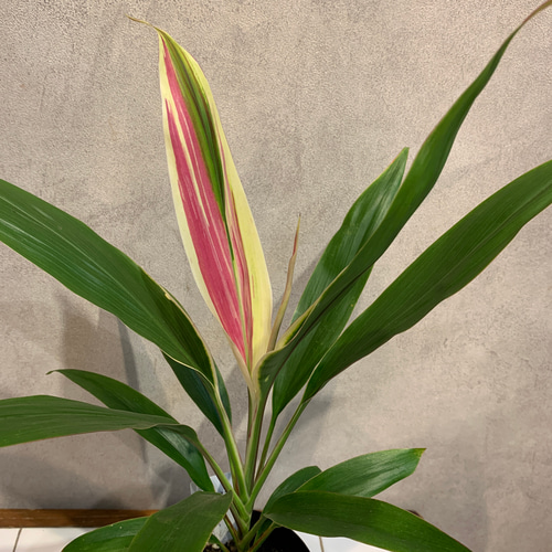 希少❗️ドラセナ❤️コルジルネドリーミー 4号鉢 多肉植物