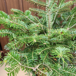 コーカサスもみの木　ポット苗　庭木　レア　希少　植栽　クリスマスツリー　X'mas　ロックガーデン 5枚目の画像