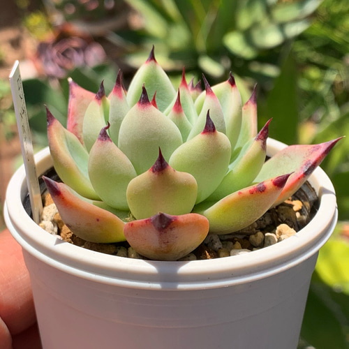 人気レア品種！☆ロメオ×ざわわ 多肉植物 自家栽培 国産 多肉植物 美