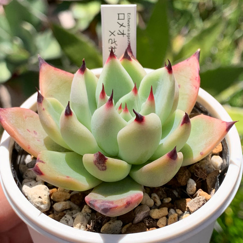 人気レア品種！☆ロメオ×ざわわ 多肉植物 自家栽培 国産 多肉植物 美