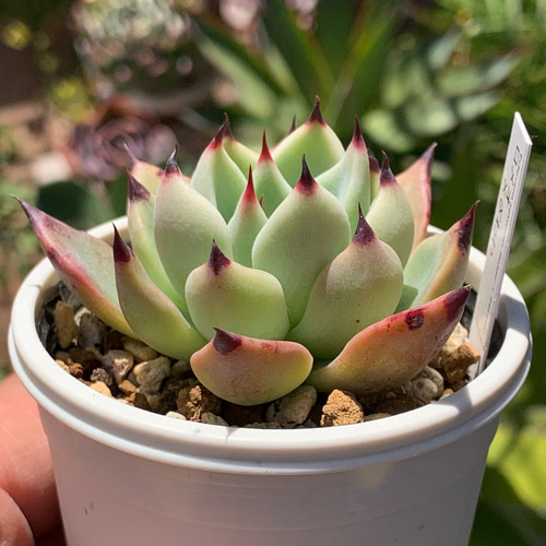 人気レア品種！☆ロメオ×ざわわ 多肉植物 自家栽培 国産 多肉