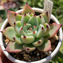 人気レア品種！☆ロメオ×ざわわ 多肉植物 自家栽培 国産 多肉植物 美